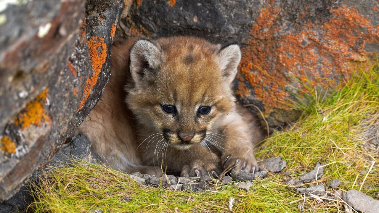 Vuelo En Avion Premium En Perito Moreno Con Avistaje De Pumas